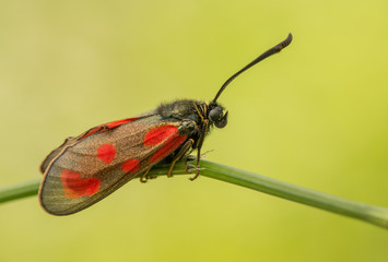 Zygaena loti, Slender Scotch burnet, black red moth butterfly in Czech Republic