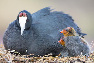Red Knobbed Coot sitting on a nest with two chicks protecting
