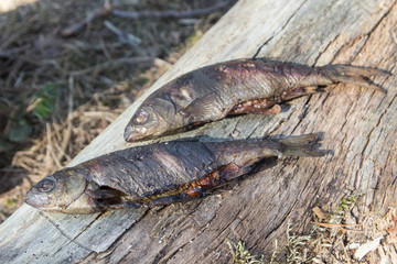 cooking fish on fire, bushkraft