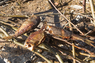 cooking fish on fire, bushkraft