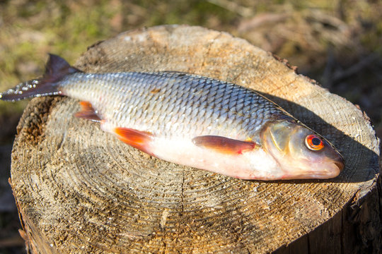 fresh caught fish