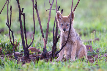 Lone Black Backed Jackal pup sitting in short green grass explore the world