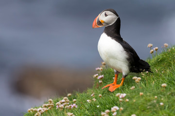 Fototapeta premium Puffin on Shetland Island resting in green grass and small white flowers
