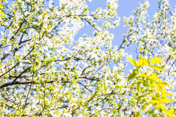 Light texture of flowering fruit trees.
