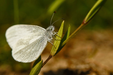 Obraz premium Motyle Niemiec - Weißling