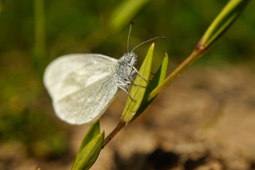 Schmetterlinge Deutschlands - Weißling
