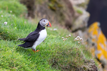 Puffin bringing fish to a nest on Shetland Island for its chicks