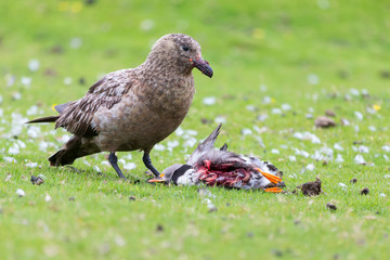Great skua standing on green grass eating a puffin it killed
