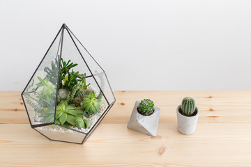 Glass florarium vase with succulent plants and small cactus in a concrete geometric pots on wooden...
