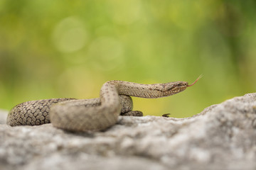 Smooth snake, Coronella austriaca, in Czech Republic