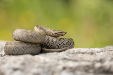 Smooth snake, Coronella austriaca, in Czech Republic
