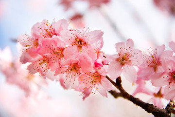 Flor de cerejeira