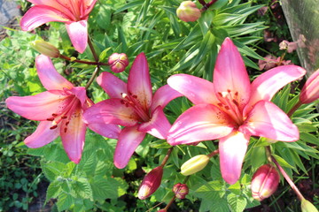 lily flower
