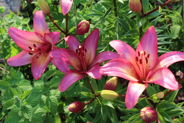 lily flower