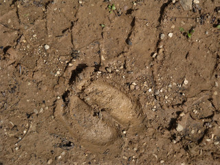 footprint of the cow on the wet sandy road with little stones by the car track