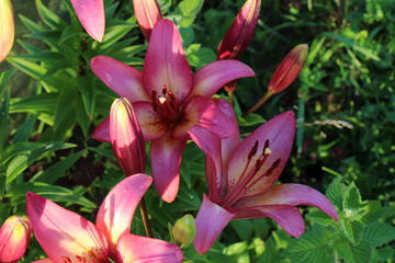 lily flower