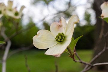 Spring Flowers 