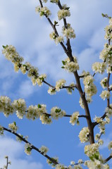 drzew, jary, kwiat, niebo, charakter, biała, czereśnia, galąz, blękit, roślin, jardin, kwitnienie, zieleń, flora, jabłek, feuille, beuty, piękne, pora roku © Szymon