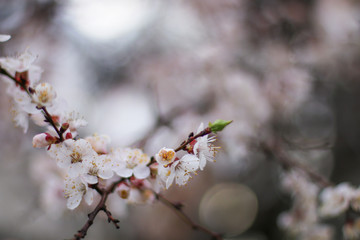 branch of a blossoming white cherry tree