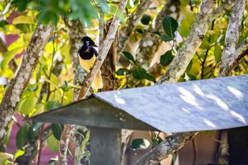 Plush-crested jay (Cyanocorax chrysops) in a tree