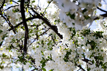 Spring Flowers 
