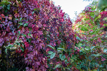 Obraz premium Beautiful autumn background of plant Virginia creeper.