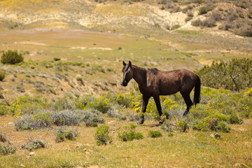 Fototapeta na wymiar Healthy wild horses running free on the range. 