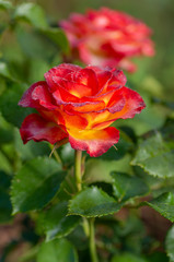 Tea and hybrid roses of a grade of High Society. Favorite flowers. Very beautiful rose with dew drops. Close-up.