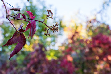 Beautiful autumn background of plant  Virginia creeper.