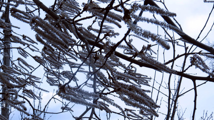 branches of a tree against blue sky
