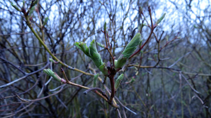 Macro photo of spring leaves