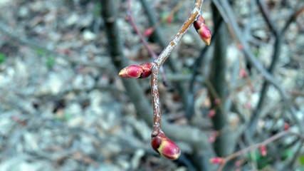 Macro photo of red bushes of bush