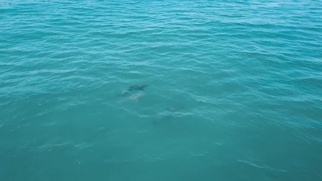 Family of Dolphins Swimming in the Ocean