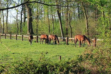Pferde grasen auf der Koppel