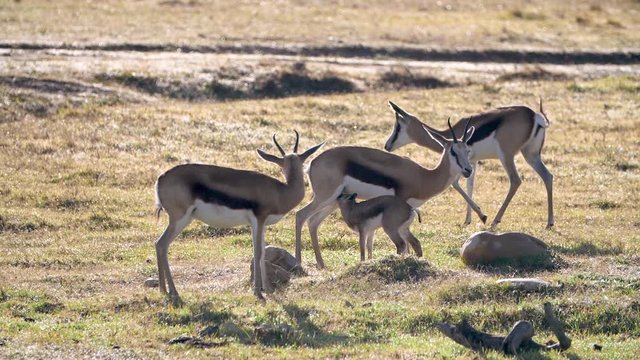 Group of Springbok Grazing in the Morning Light