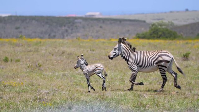 Baby and Mother Zebra Running on the African Plains