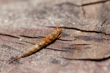 Ephemera danica larvae
