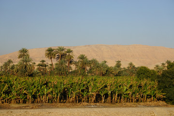 Nile River, Egypt: Date palm trees along the west bank of the Nile River with large sand dunes in the background.