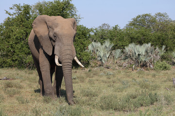 Afrikanischer Elefant / African elephant / Loxodonta africana