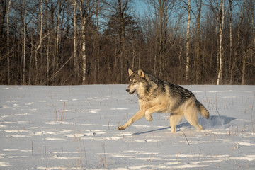 Grey Wolf (Canis lupus) Leaps Left in Field Winter