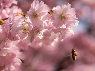 Senkrechtflug einer Honigbiene zur Mandelblüte mit bezauberndem Bokeh