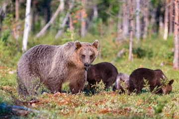 Naklejka na ściany i meble Brown bear and three cubs in summer forest