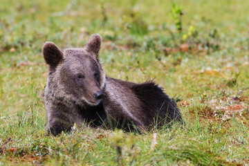 Brown bear cub laying in grass © thakala