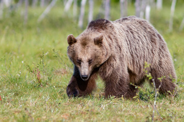 Naklejka na ściany i meble Big brown bear in summer forest