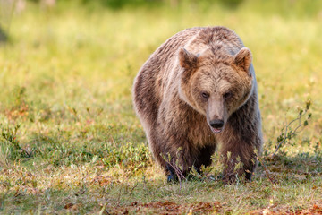 Brown bear in sunny summer forest