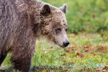 Closeup of the face of a brown bear