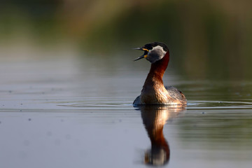 Swimming bird. Nature background. Bird: Red necked grebe. Podiceps grisegena.