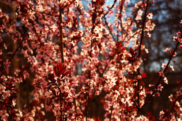  tree branch with flowers