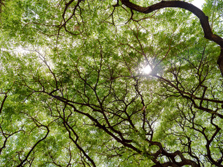 Sun shining through the canopy of a large tree