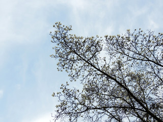 Magnolia denudata during flowering. Spring